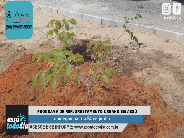 Programa de reflorestamento urbano em Ass comeou na rua 24 de junho 