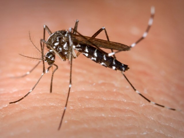 Brasil bate recorde de mortes por dengue em 2023 