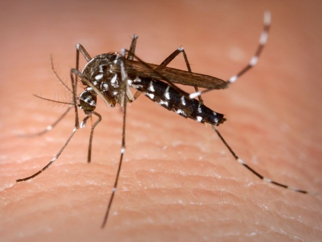 RN emite alerta para cenrio da dengue em 2024