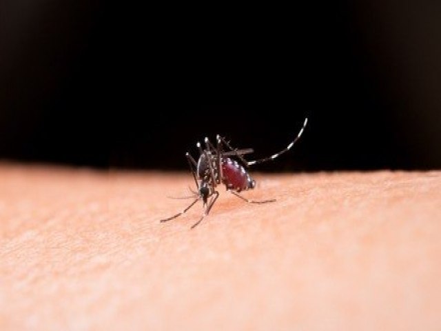 Com 305 mil registros desde julho, Brasil tem alta de 38,2% nos casos prováveis de dengue