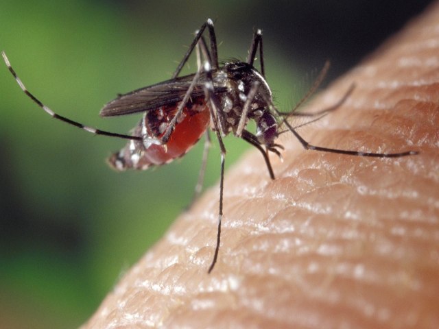 Assú tem dois casos de dengue sob investigação 