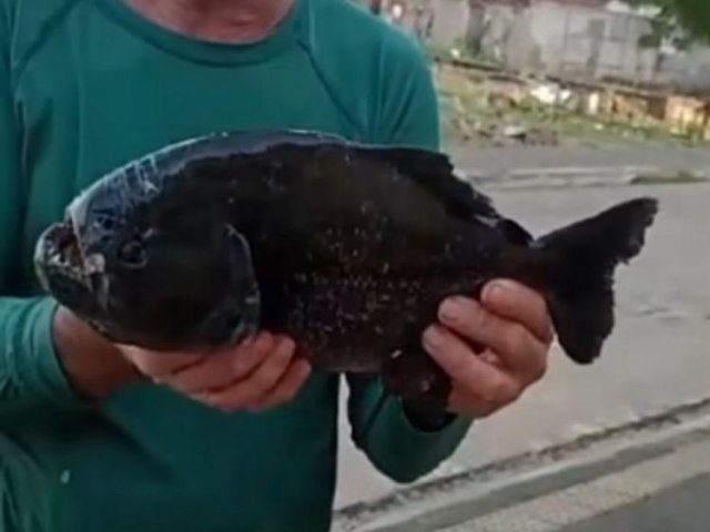 Pescador diz ter avistado cardume com mais de 200 Piranhas no rio Piranhas