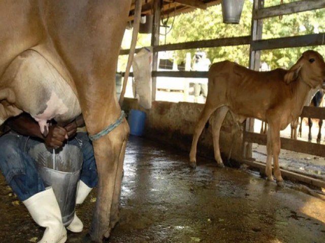 Aumento da importação e baixa competitividade causam crise na produção leiteira no Brasil