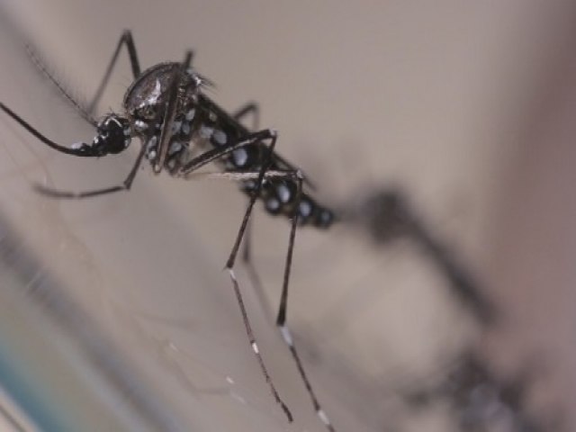 Brasil registra mais de 920 mil casos prováveis de dengue e 184 mortes em 2024