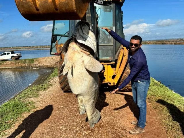 Peixe de quase 200 quilos  encontrado em fazenda de produo de camaro no Vale do Au 