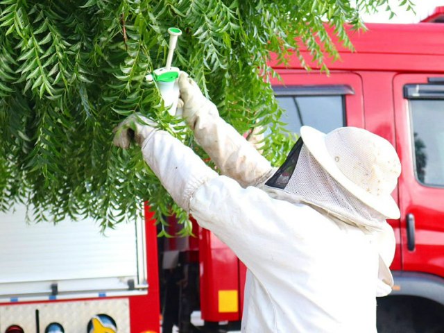 Corpo de Bombeiros registrou mais de 3.600 ocorrncias de manejos de abelhas no Rio Grande do Norte em 2023 