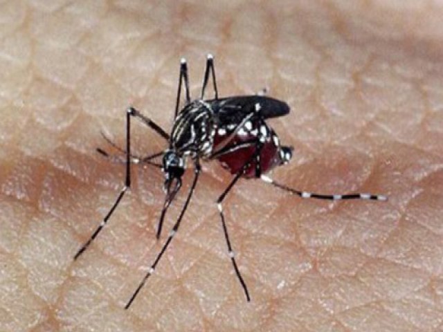 Brasil ultrapassa 2 milhes de casos de dengue