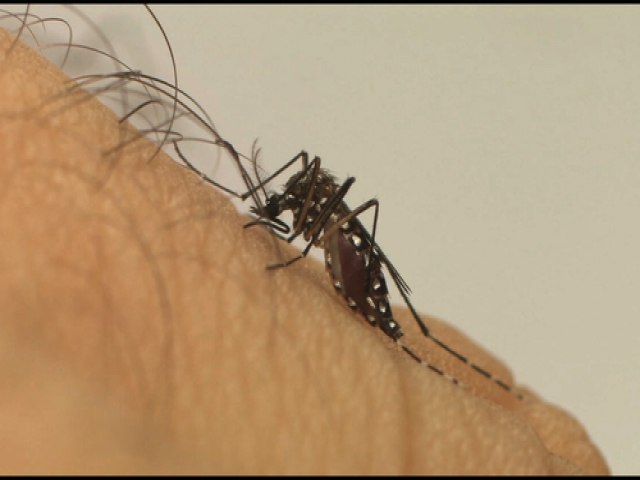 Dengue: 288 municpios esto em estado de emergncia devido ao aumento de casos da doena