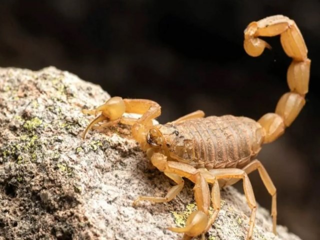  Rio Grande do Norte tem 1,7 mil casos de acidentes com animais peonhentos em 2024