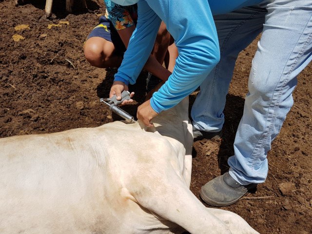 Ministrio da Agricultura reconhece o RN como livre da Febre Aftosa sem vacinao