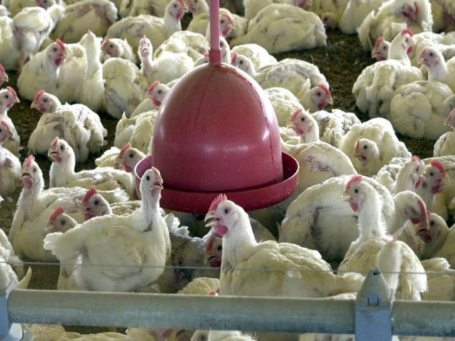 Brasil suspende exportaes de carne de aves e seus produtos