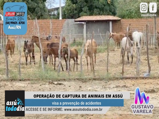 Operao de captura de animais em Ass visa a preveno de acidentes 