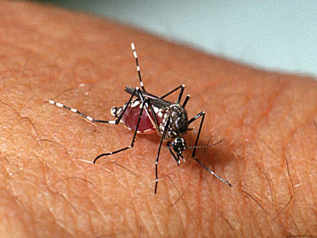 Frutilndia  o bairro de Ass com maior ndice de infestao do mosquito transmissor da dengue, zika, febre amarela e chikungunya