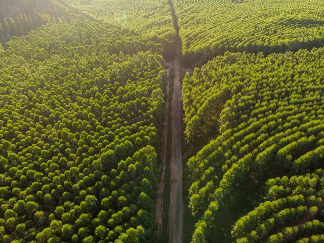 PROJETO DE MANEJO DE SEQUESTRO DE CREDITO CARBONO GRUPO RIR BRASIL E INSTITUTO IMA BRASIL 