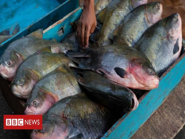 China supera Brasil e vira grande produtora de peixes da Amaznia