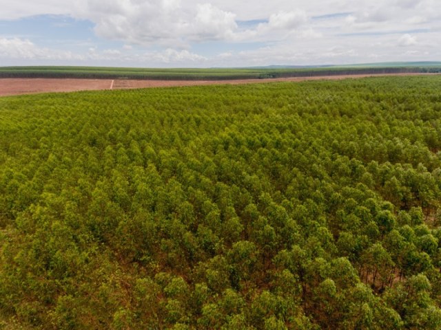 MS DEVE CHEGAR A 1,7 MILHO DE HECTARES DE EUCALIPTO AT O FIM DO ANO