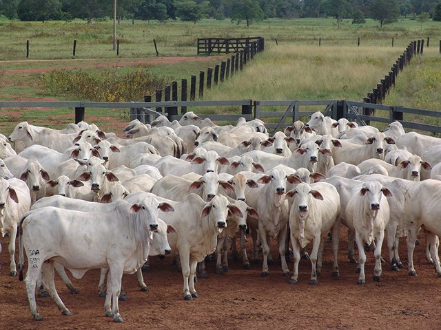 Vaca louca: no h motivos para que o embargo seja prolongado, afirma analista