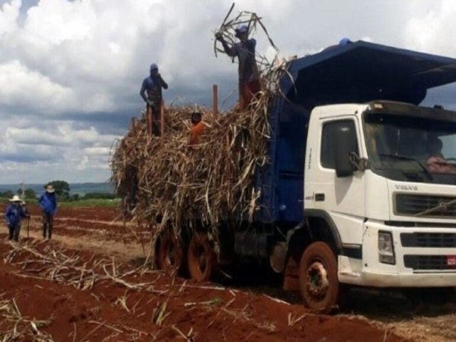 MTE resgata mais de 200 do trabalho escravo em canavial em SP