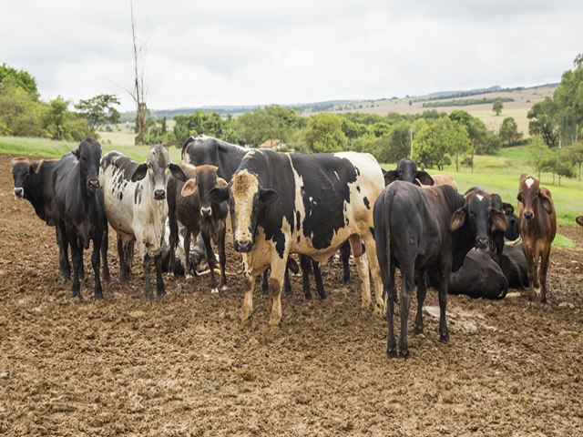 Abate de bovinos volta a subir e produo de ovos de galinha bate recorde em 2022