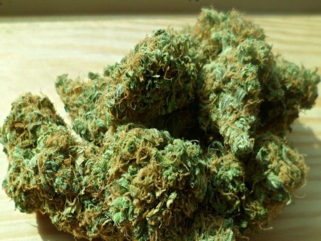 Nova maconha? Pesquisadores identificam planta na frica que produz canabinoides para tratar doenas