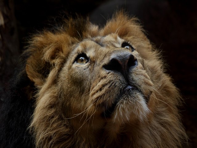 Leo selvagem mais velho do mundo  morto por um pastor de gado no Qunia