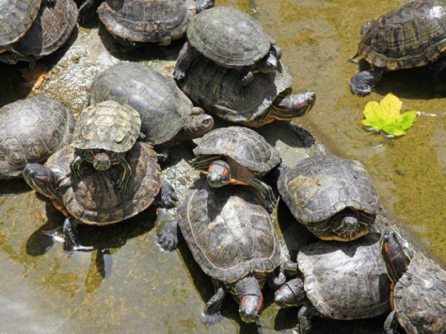 16 de junho  Dia da Tartaruga Marinha. Veja as datas comemorativas de hoje, sexta