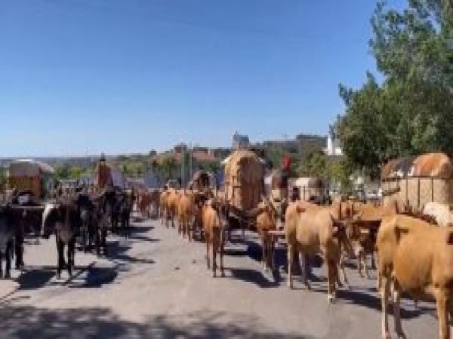 Desfile dos carros de boi  destaque no stimo dia da Romaria 2023