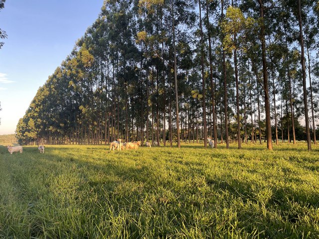 Presena de rvores melhora qualidade da pastagem