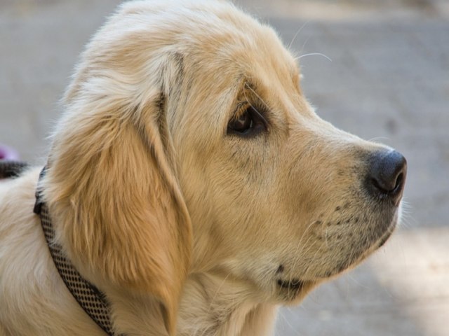 Prefeitura de Goinia  multada em R$ 30 mil aps cachorro morrer eletrocutado em praa