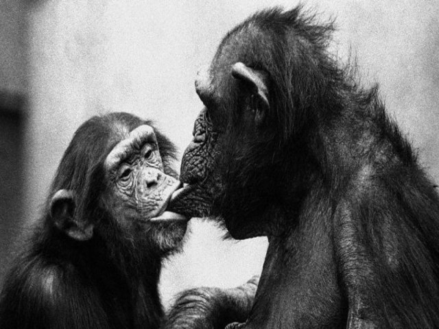 Chimpanz assexual e bonobos bissexuais: o que primatas revelam sobre sexo e gnero em humanos, segundo cientista