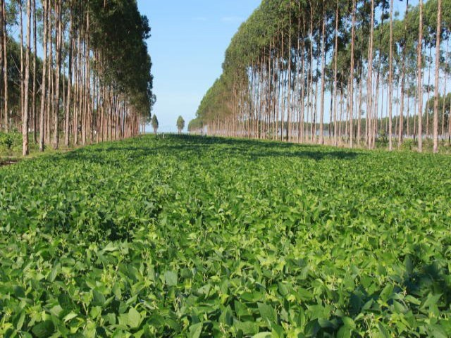 CPR Verde: ttulo ir recompensar o produtor pela preservao ambiental