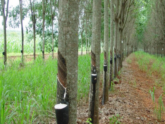 GOVERNO DO AMAZONAS DESTACA AES QUE INCENTIVAM A PRESERVAO AMBIENTAL DA MAIOR FLORESTA TROPICAL DO MUNDO