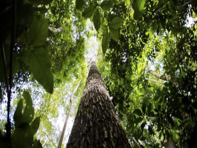 GOVERNO DO AMAZONAS DESTACA AES QUE INCENTIVAM A PRESERVAO AMBIENTAL DA MAIOR FLORESTA TROPICAL DO MUNDO