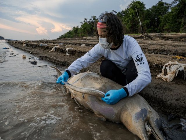 Mais de uma centena de botos mortos: as imagens que mostram o drama na seca da Amaznia