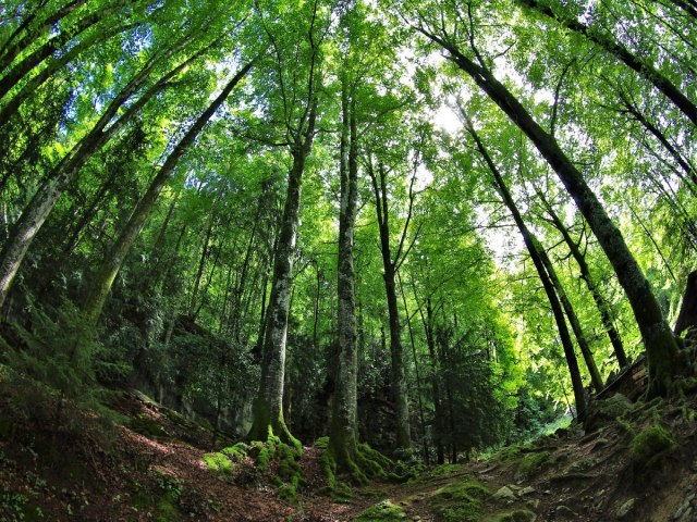 Produtor rural passa a ganhar dinheiro por preservar meio ambiente