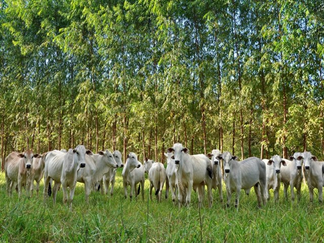 COP 28: Brasil pode liderar o debate sobre agropecuria sustentvel