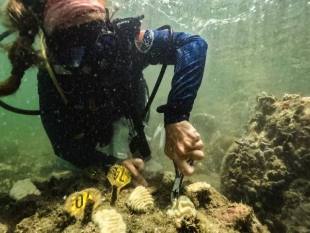 Por que novo recorde de calor do oceano  alerta sombrio para planeta