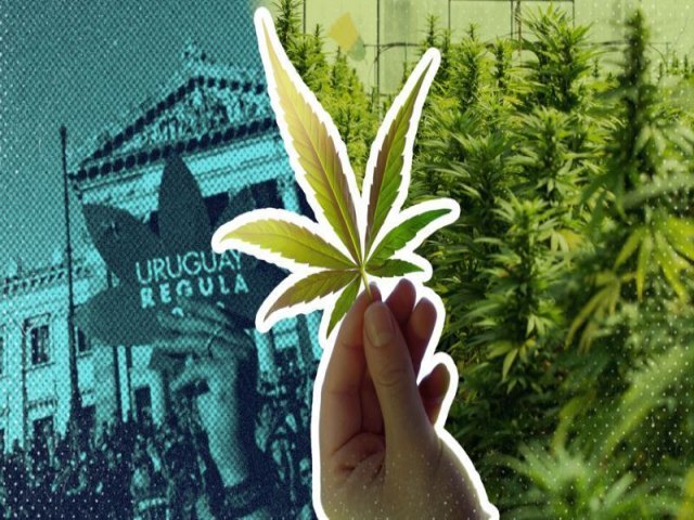 Maconha: 10 nmeros que mostram o que mudou no Uruguai 10 anos aps legalizao