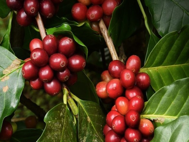 Com sua maior concentrao em reas irrigadas, cresce cultivo de caf arbica em Gois