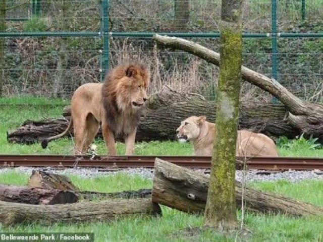 Leo arranca garganta de leoa em zoolgico na Blgica