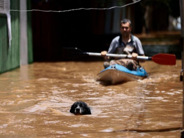 As fotos de animais impactados pelas inundaes no Rio Grande do Sul