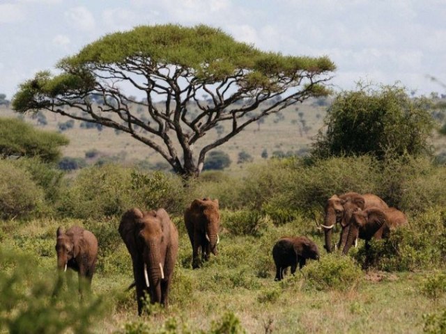 Ataque de elefante mata 2 turista norte-americana neste ano na Zmbia