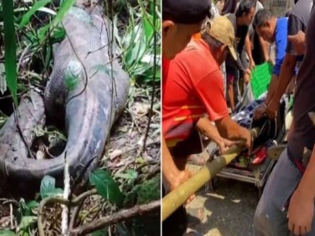 Mulher  encontrada morta dentro de cobra pton de 9 metros na indonsia; vdeo