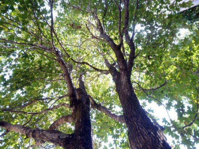 Sabia que uma rvore do Bosque do Ibama veio do espao? Conhea a histria