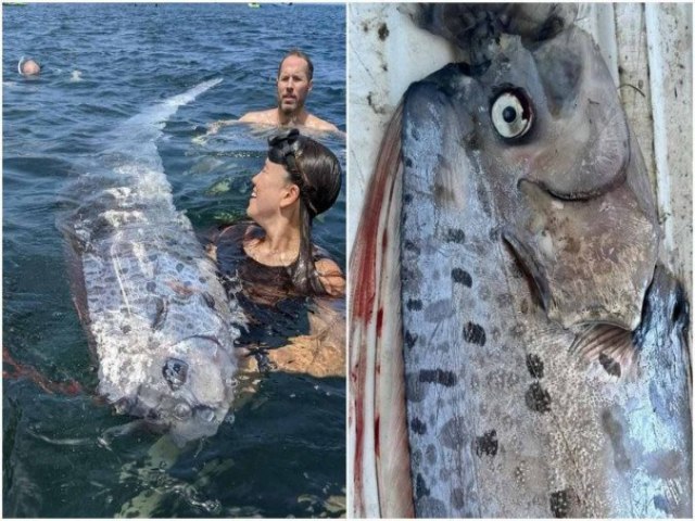 'Peixe do juzo final'  encontrado em praia dos EUA