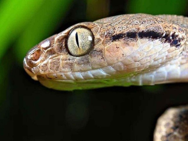 'Devoram tudo que encontram': a ilha nos EUA com milhes de serpentes que ameaam floresta