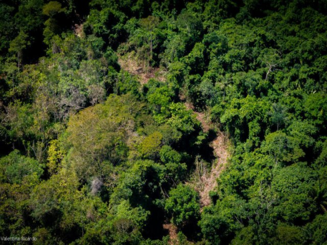 Greenpeace denuncia estrada ilegal de 150 km feita por garimpeiros em territrio yanomami