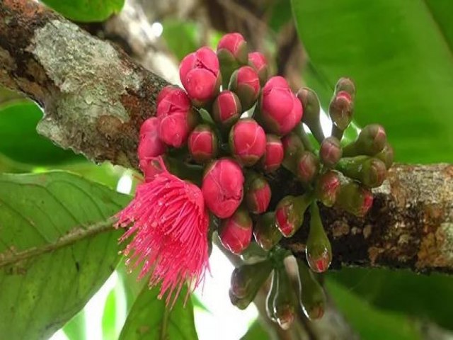 Flor de jambo  destaque por possuir propriedades medicinais