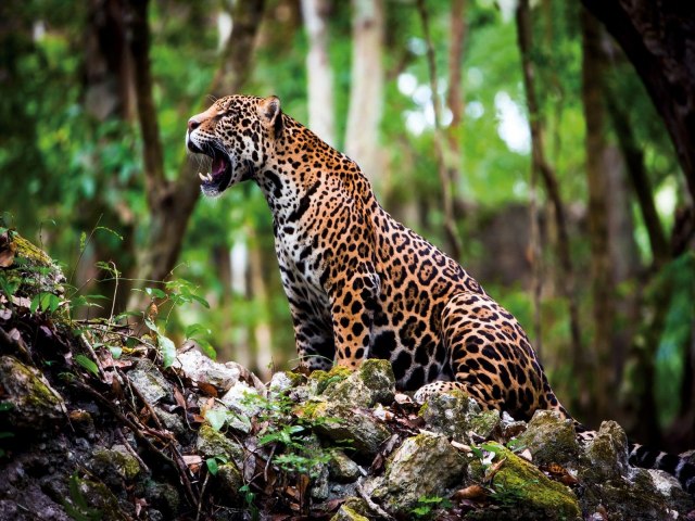 Ona-pintada: Um animal que dispensa apresentaes!