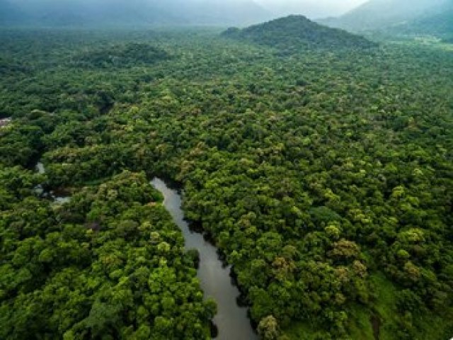 Nova lei permite a comercializao de crditos de carbono em concesses florestais